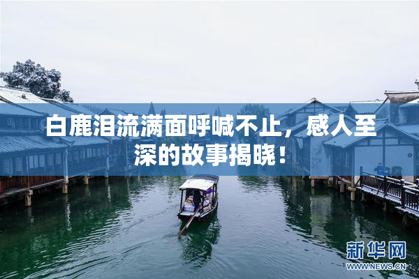 白鹿泪流满面呼喊不止，感人至深的故事揭晓！