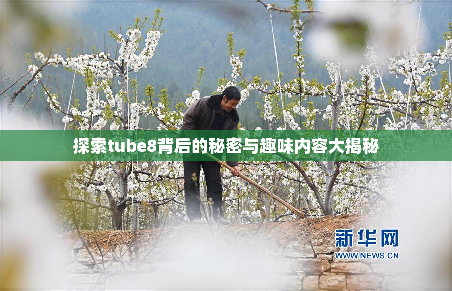 探索tube8背后的秘密与趣味内容大揭秘