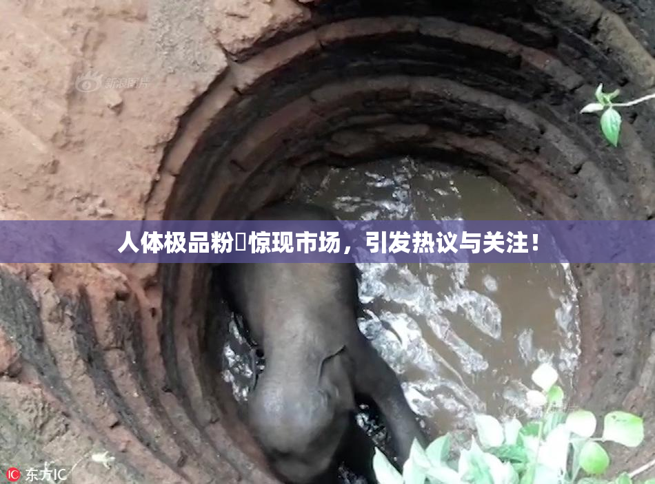 人体极品粉鮑惊现市场，引发热议与关注！