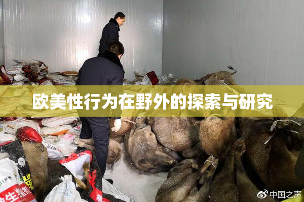 欧美性行为在野外的探索与研究