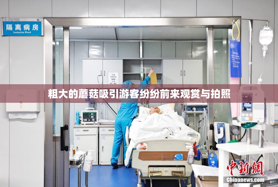 粗大的蘑菇吸引游客纷纷前来观赏与拍照