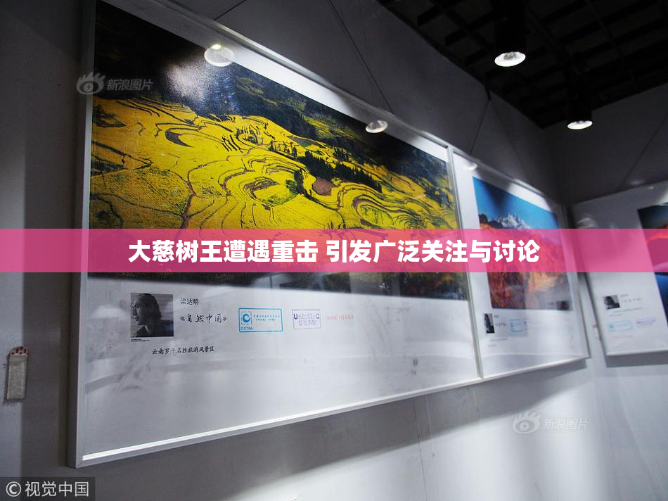 大慈树王遭遇重击 引发广泛关注与讨论