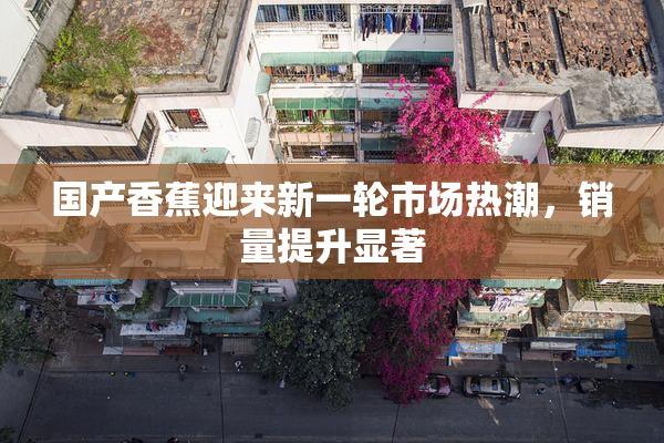 国产香蕉迎来新一轮市场热潮，销量提升显著