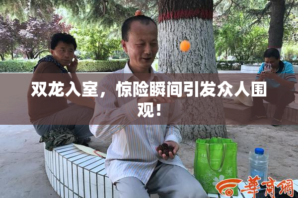 双龙入室，惊险瞬间引发众人围观！