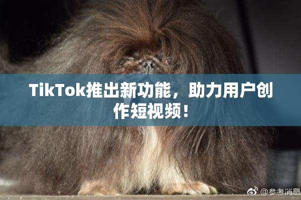 TikTok推出新功能，助力用户创作短视频！