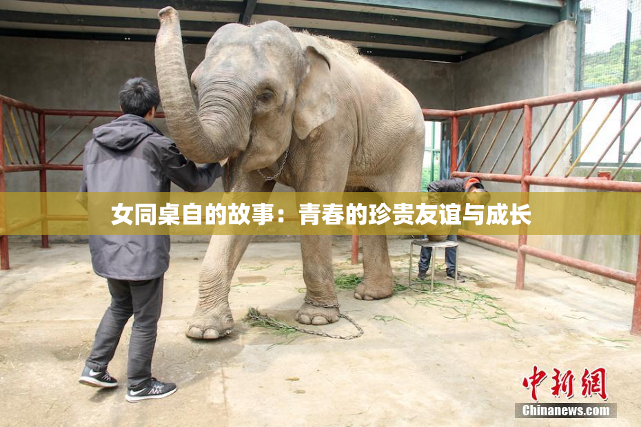 女同桌自的故事：青春的珍贵友谊与成长