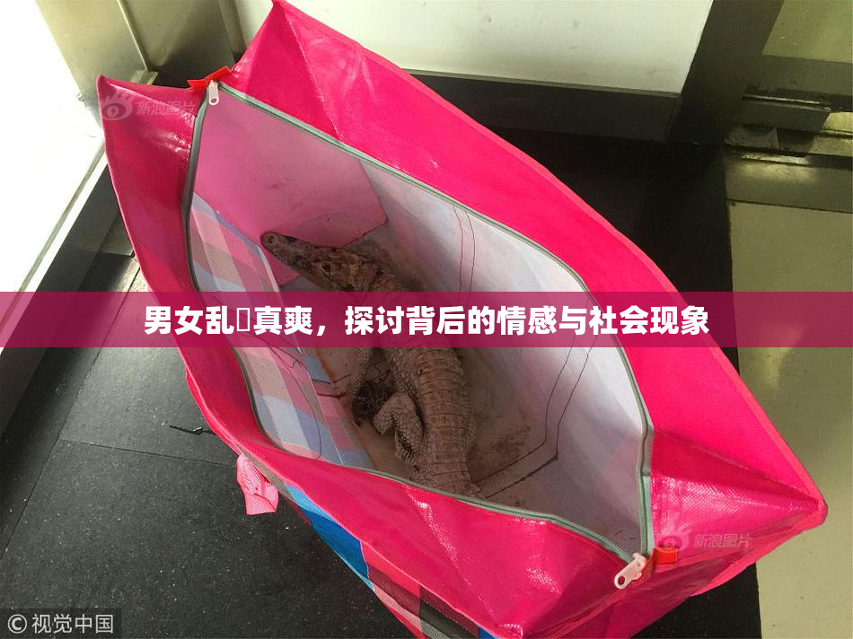 男女乱婬真爽，探讨背后的情感与社会现象