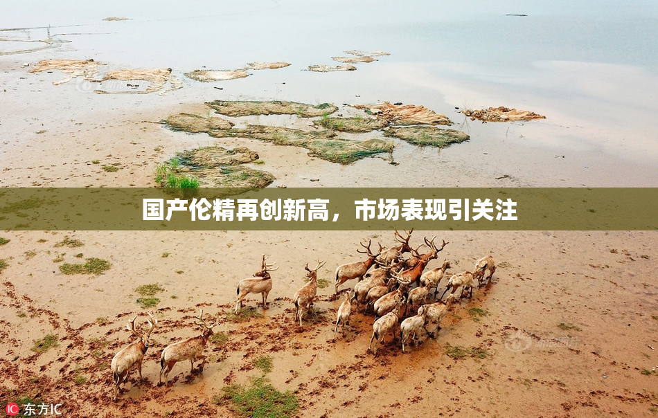 国产伦精再创新高，市场表现引关注