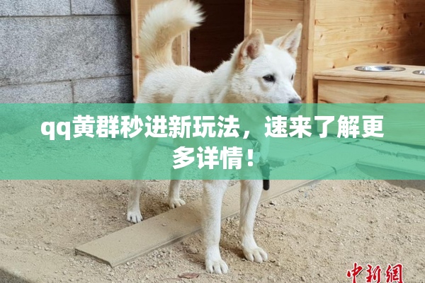 qq黄群秒进新玩法，速来了解更多详情！