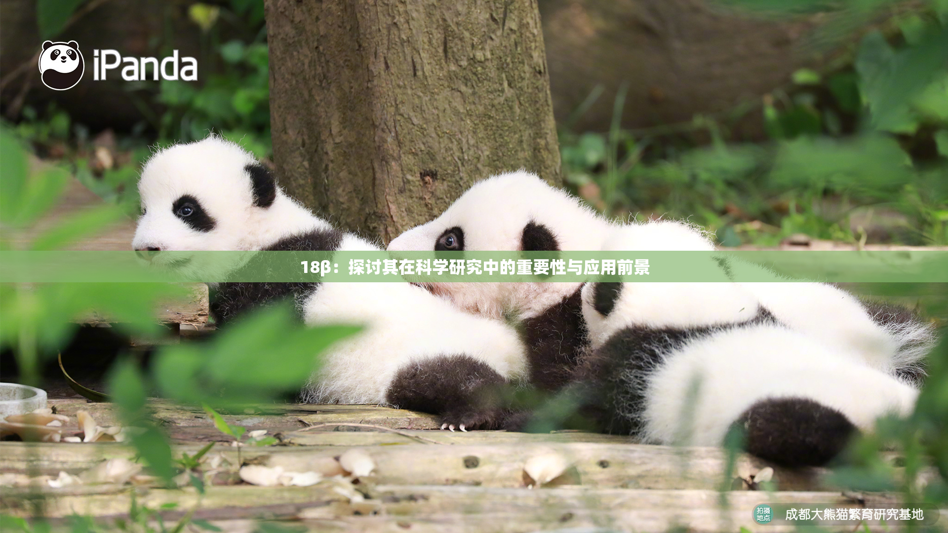 18β：探讨其在科学研究中的重要性与应用前景