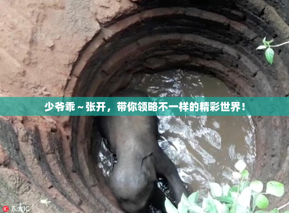 少爷乖～张开，带你领略不一样的精彩世界！