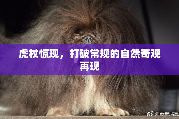 虎杖惊现，打破常规的自然奇观再现