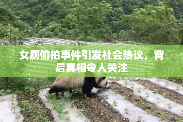 女厕偷拍事件引发社会热议，背后真相令人关注