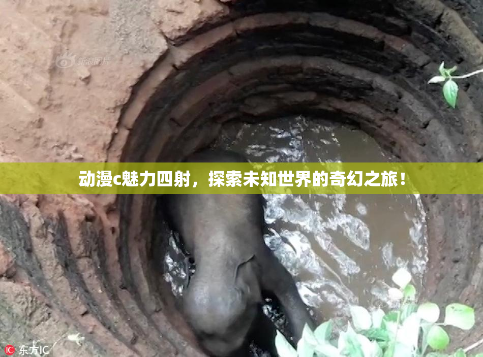 动漫c魅力四射，探索未知世界的奇幻之旅！