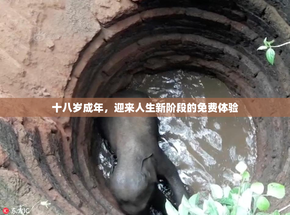 十八岁成年，迎来人生新阶段的免费体验