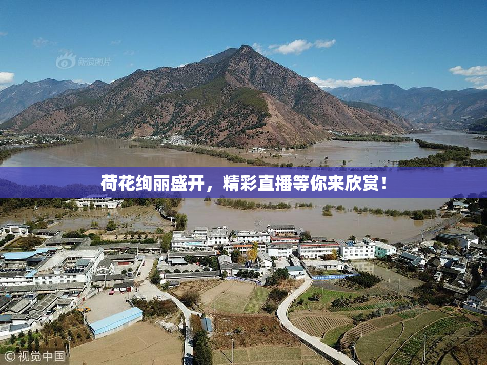 荷花绚丽盛开，精彩直播等你来欣赏！