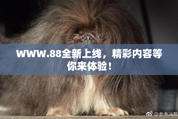WWW.88全新上线，精彩内容等你来体验！