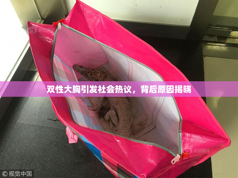 双性大胸引发社会热议，背后原因揭晓