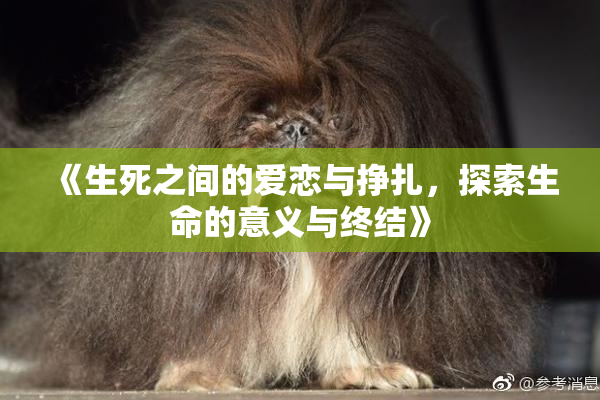《生死之间的爱恋与挣扎，探索生命的意义与终结》