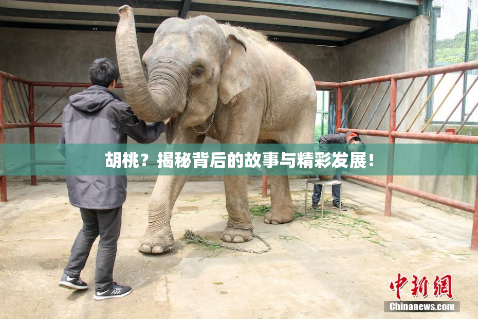 胡桃？揭秘背后的故事与精彩发展！