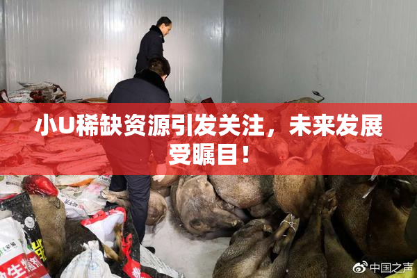 小U稀缺资源引发关注，未来发展受瞩目！