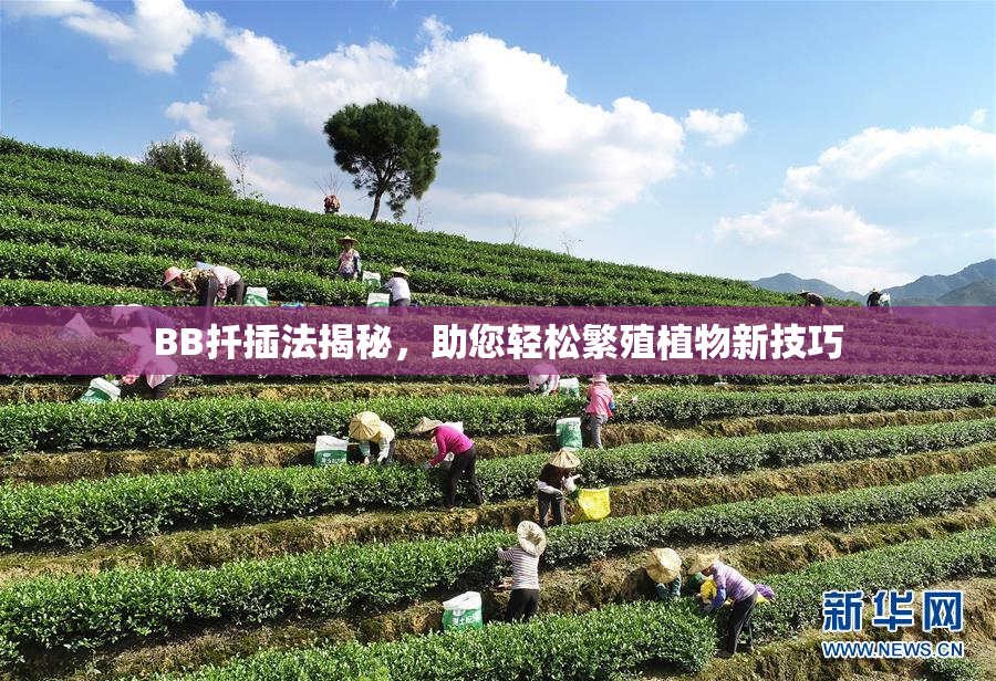 BB扦插法揭秘，助您轻松繁殖植物新技巧