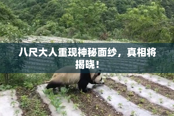 八尺大人重现神秘面纱，真相将揭晓！
