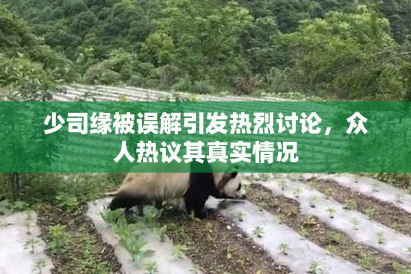 少司缘被误解引发热烈讨论，众人热议其真实情况