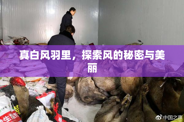 真白风羽里，探索风的秘密与美丽