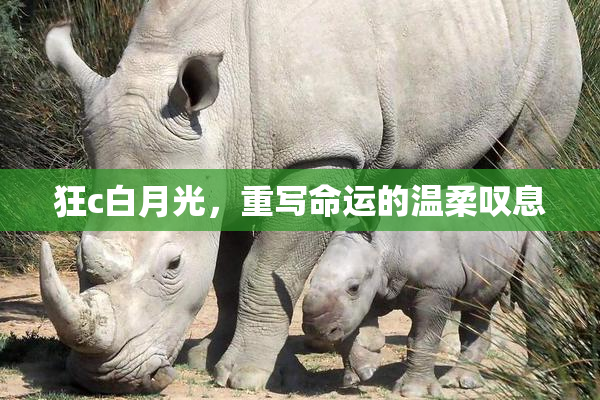 狂c白月光，重写命运的温柔叹息