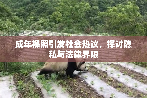 成年裸照引发社会热议，探讨隐私与法律界限