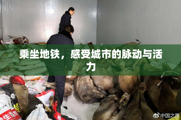 乘坐地铁，感受城市的脉动与活力