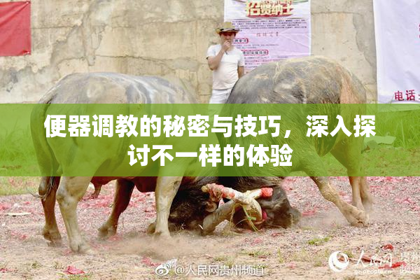 便器调教的秘密与技巧，深入探讨不一样的体验