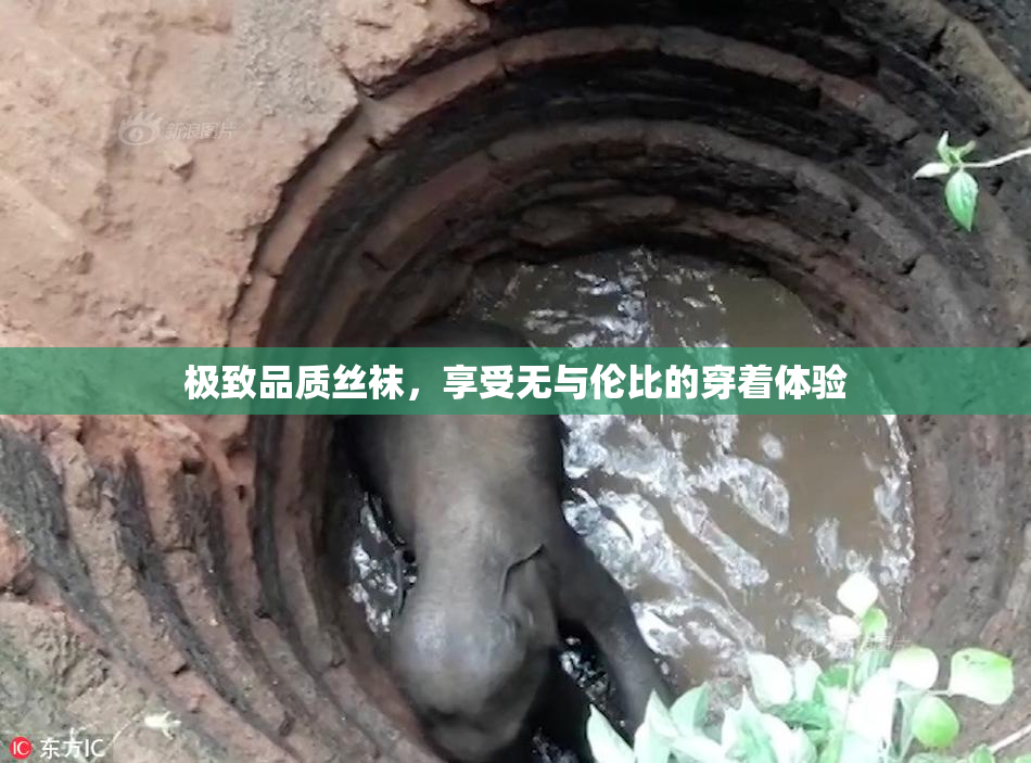 极致品质丝袜，享受无与伦比的穿着体验