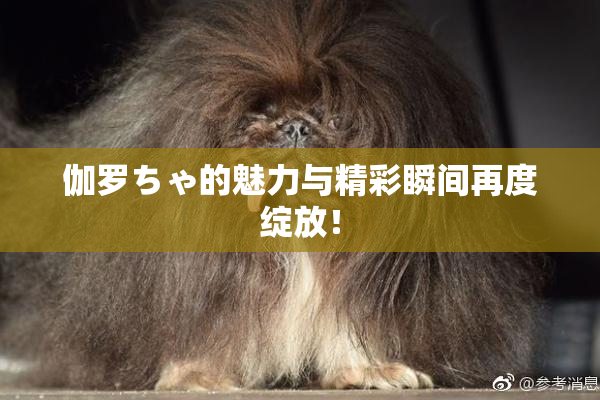 伽罗ちゃ的魅力与精彩瞬间再度绽放！