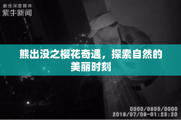 熊出没之樱花奇遇，探索自然的美丽时刻