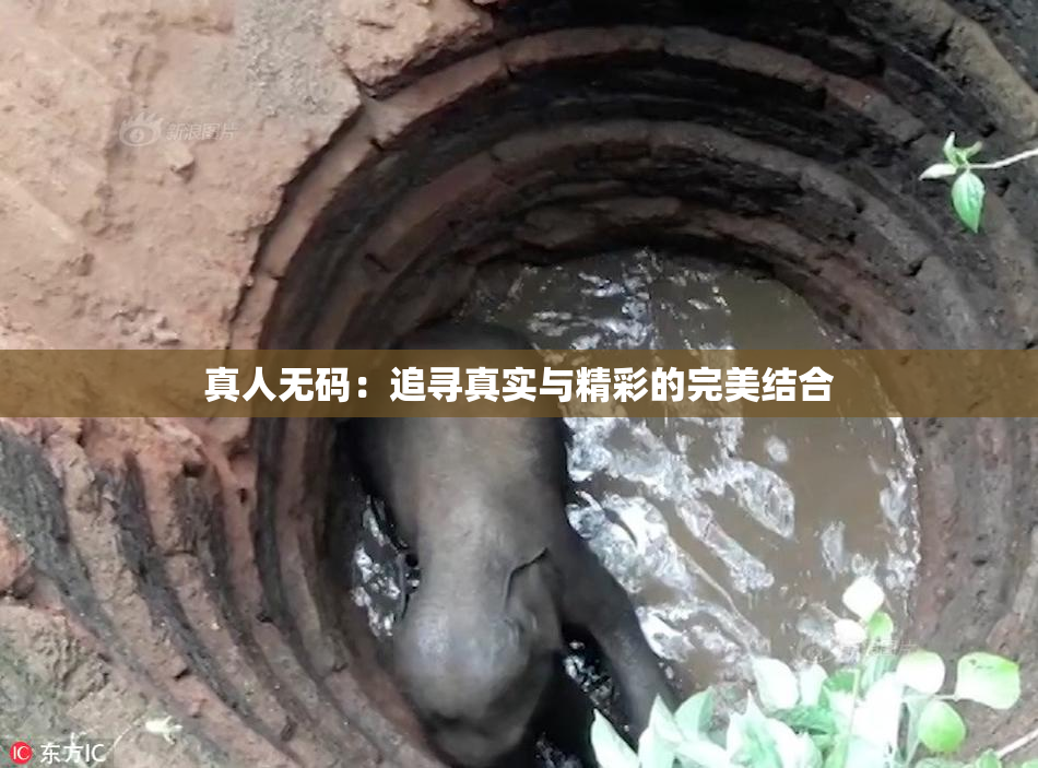 真人无码：追寻真实与精彩的完美结合