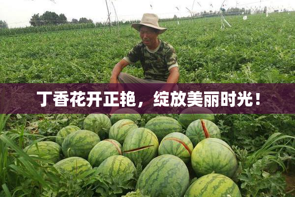 丁香花开正艳，绽放美丽时光！