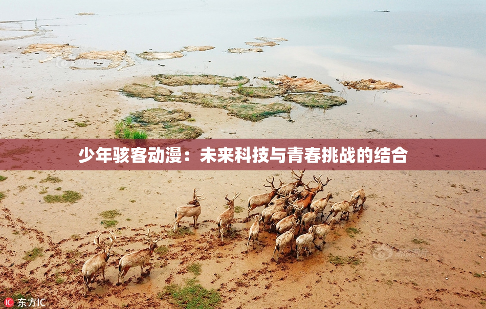少年骇客动漫：未来科技与青春挑战的结合