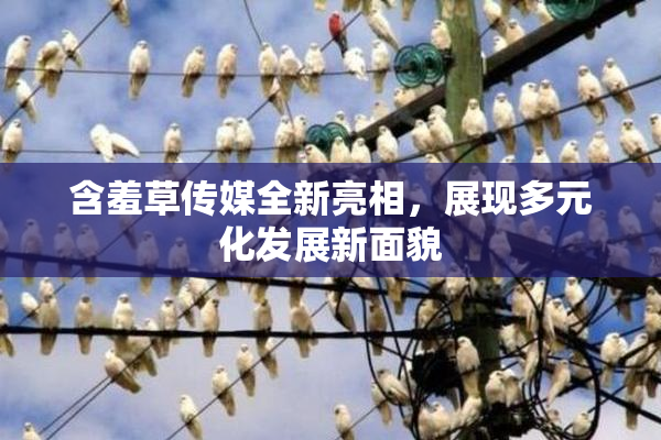 含羞草传媒全新亮相，展现多元化发展新面貌