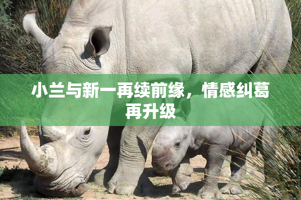 小兰与新一再续前缘，情感纠葛再升级