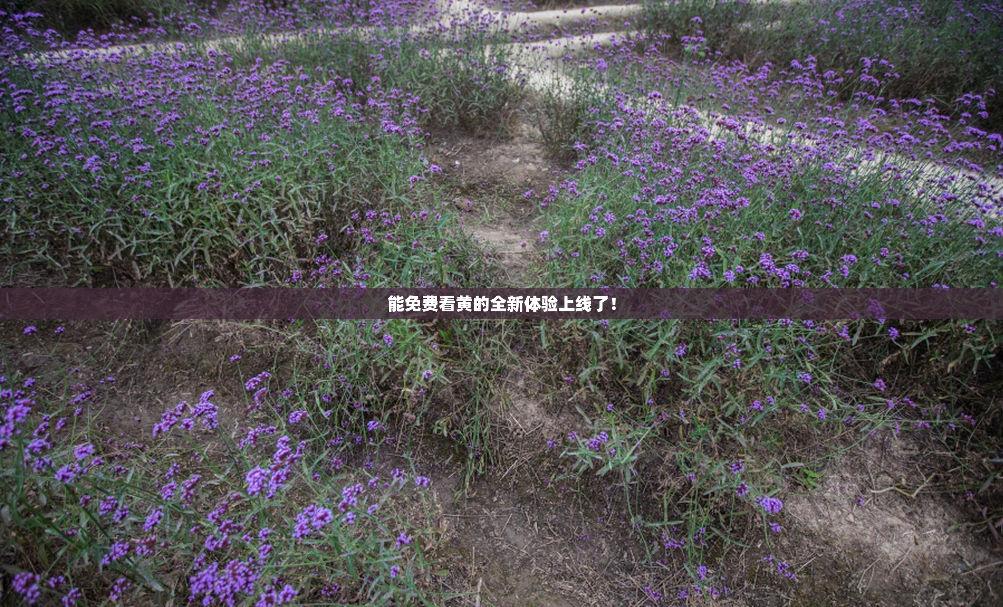 能免费看黄的全新体验上线了！