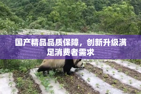 国产精品品质保障，创新升级满足消费者需求