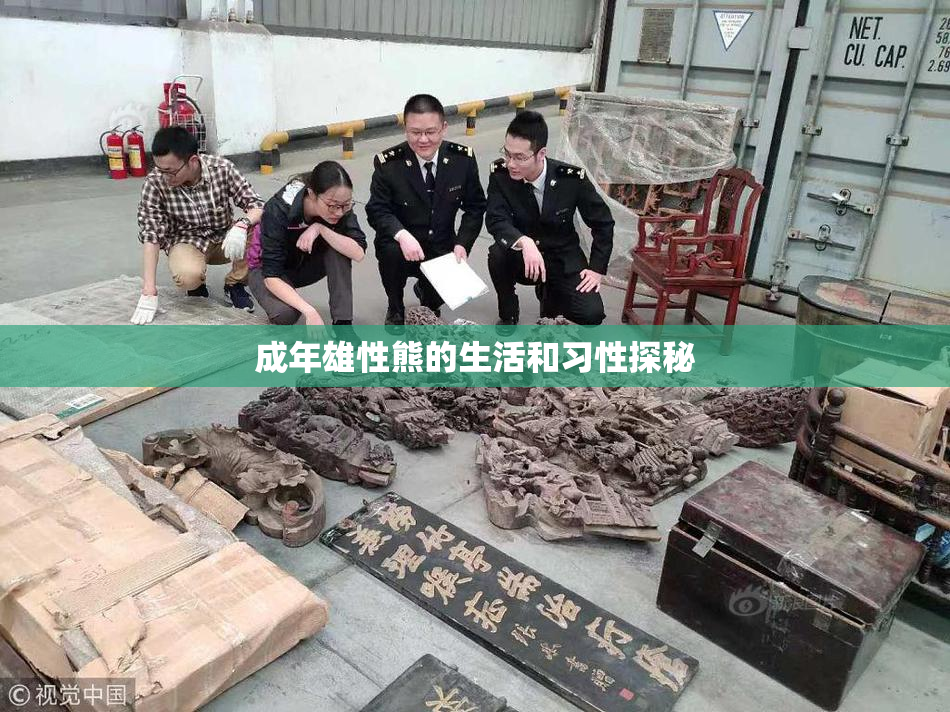 成年雄性熊的生活和习性探秘