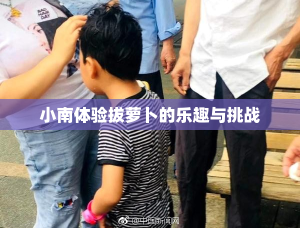 小南体验拔萝卜的乐趣与挑战