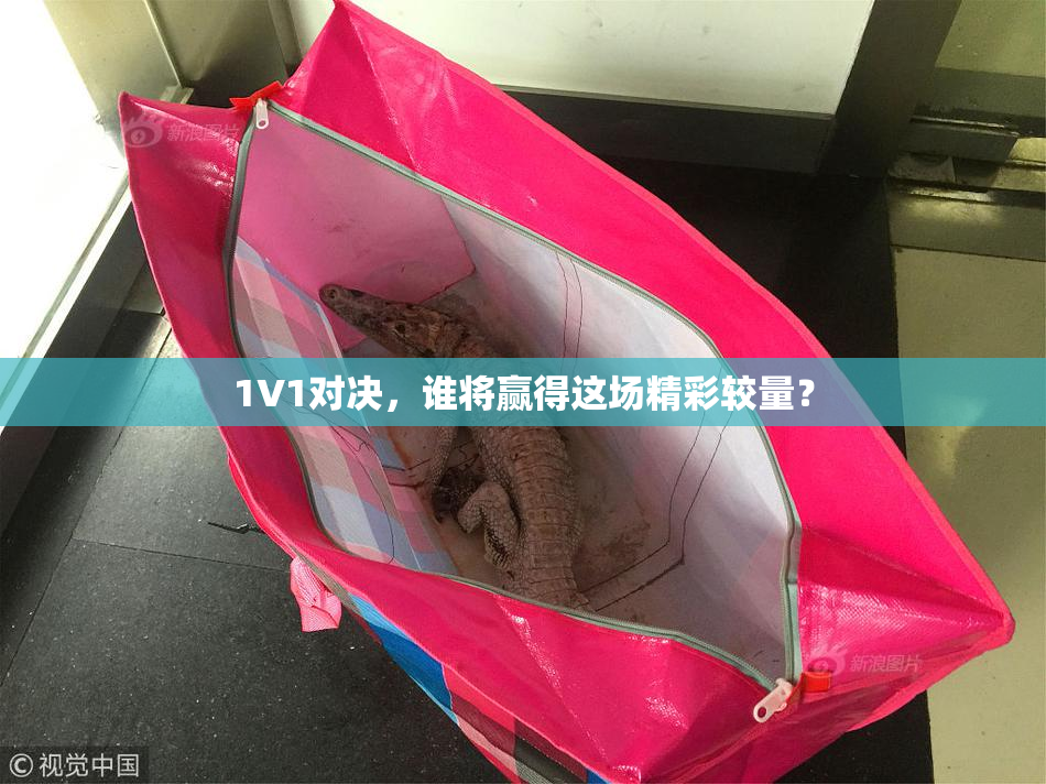 1V1对决，谁将赢得这场精彩较量？