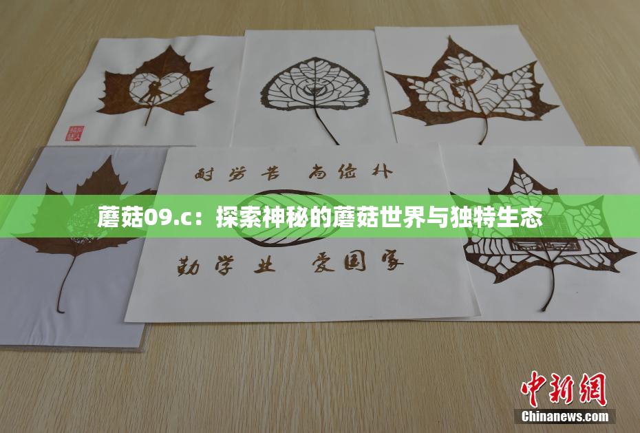 蘑菇09.c：探索神秘的蘑菇世界与独特生态