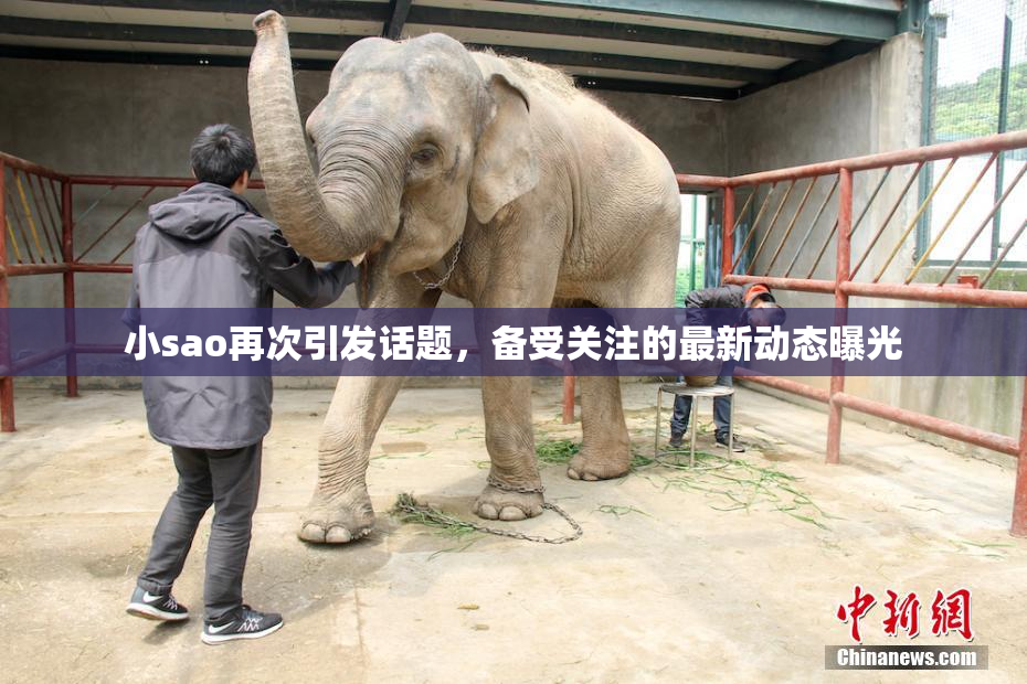 小sao再次引发话题，备受关注的最新动态曝光