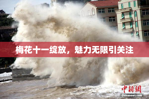 梅花十一绽放，魅力无限引关注