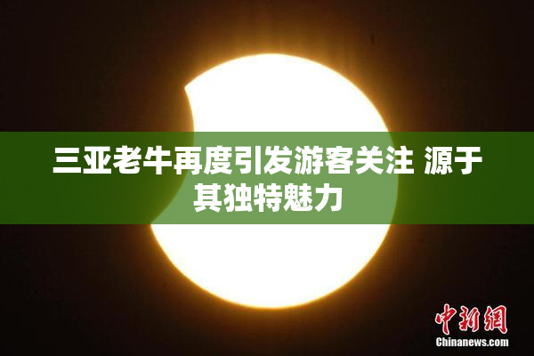 三亚老牛再度引发游客关注 源于其独特魅力